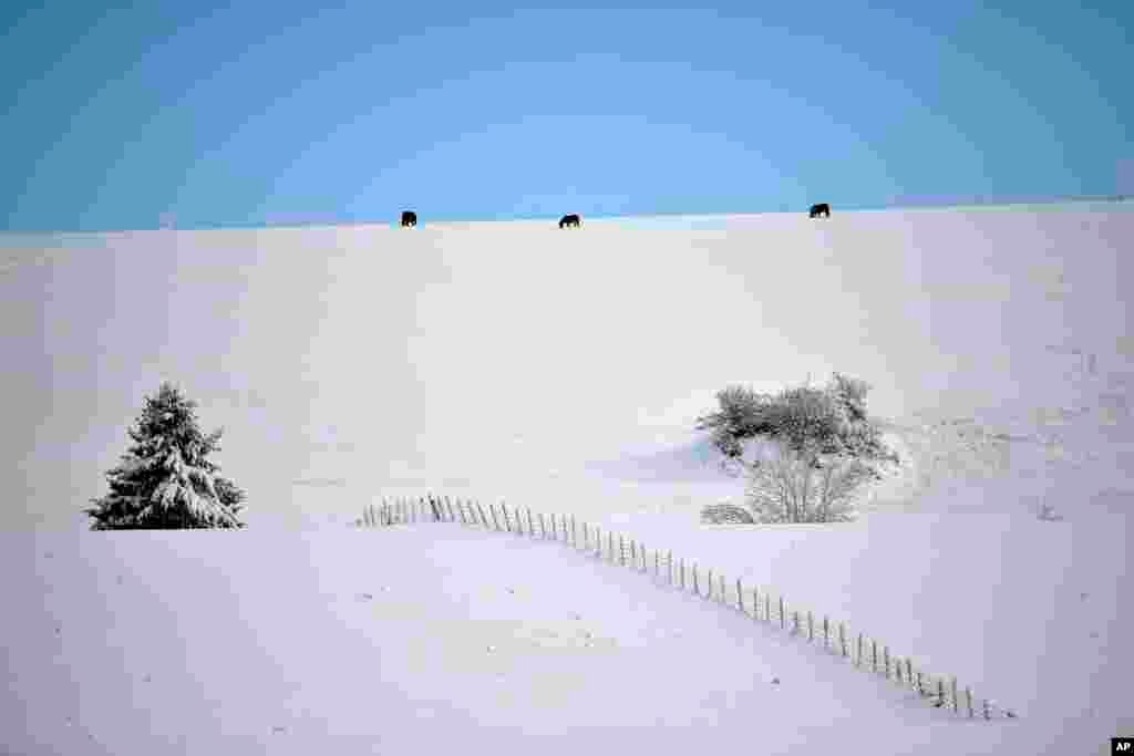 Horses grazes after the first snowfall in Mezkiritz, northern Spain.