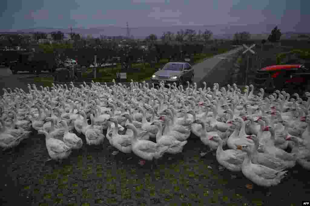 A gaggle of geese walks in the farming village of Fishte near the town of Lezhe, Albania, Feb. 25, 2024.