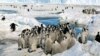 FILE - Crowds of emperor penguins on the ice in Antarctica on Dec. 21, 2005. 