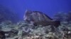 FILE - A bumphead parrotfish swims above corals on Moore Reef in Gunggandji Sea Country off the coast of Queensland in eastern Australia on Nov. 13, 2022. 