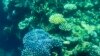 FILE - This picture taken on March 7, 2022 shows the coral on the Great Barrier Reef, off the coast of the Australian state of Queensland.