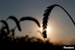 Пшениця, Київщина, 17 липня 2020. REUTERS/Valentyn Ogirenko//File Photo