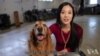 走进美国：PTSD治疗犬帮助战后老兵重获新生