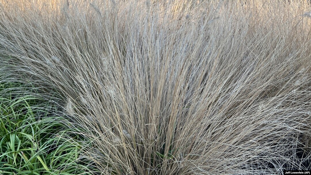 Jeff Lowenfels writes that clumps of African fountain grass can be used to replace standard lawn grass. Tall, clumping grasses are ideal for reducing the size of lawns, a worthy goal this year. (Jeff Lowenfels via AP)