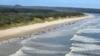 FILE - Whales stranded on Ocean Beach at Macquarie Harbor on the west coast of Tasmania of Australia, Sept. 21, 2022. Australia marks its National Threatened Species Day on Sept. 7, 2023, and conservationists are calling for more efforts to save the endangered Maugean skate. 