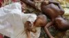 Experimental Malaria Vaccines Offer Promise 