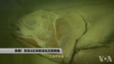 走进美国：快看！存活4亿年的活化石腔棘鱼