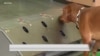军犬通过训练可以帮助识别新冠病毒感染者吗？
