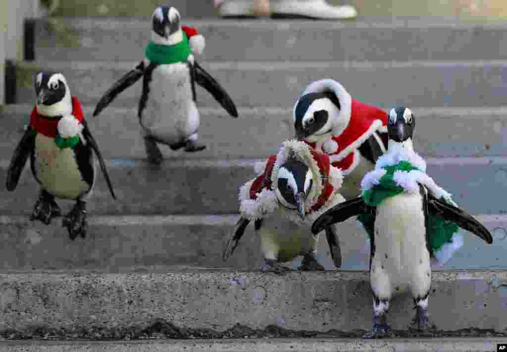 African penguins, wearing red and green holiday garments, take a walk at the Hakkeijima Sea Paradise aquarium-amusement park complex in Yokohama, southwest of Tokyo, Japan.