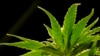 中国：北美大麻“合法化”导致大麻走私入境增多