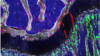 The osteochondroretricular (OCR) stem cell, a newly identified type of bone stem cell that appears to be vital to skeletal development and may provide the basis for novel treatments for osteoarthritis, osteoporosis and bone fractures.