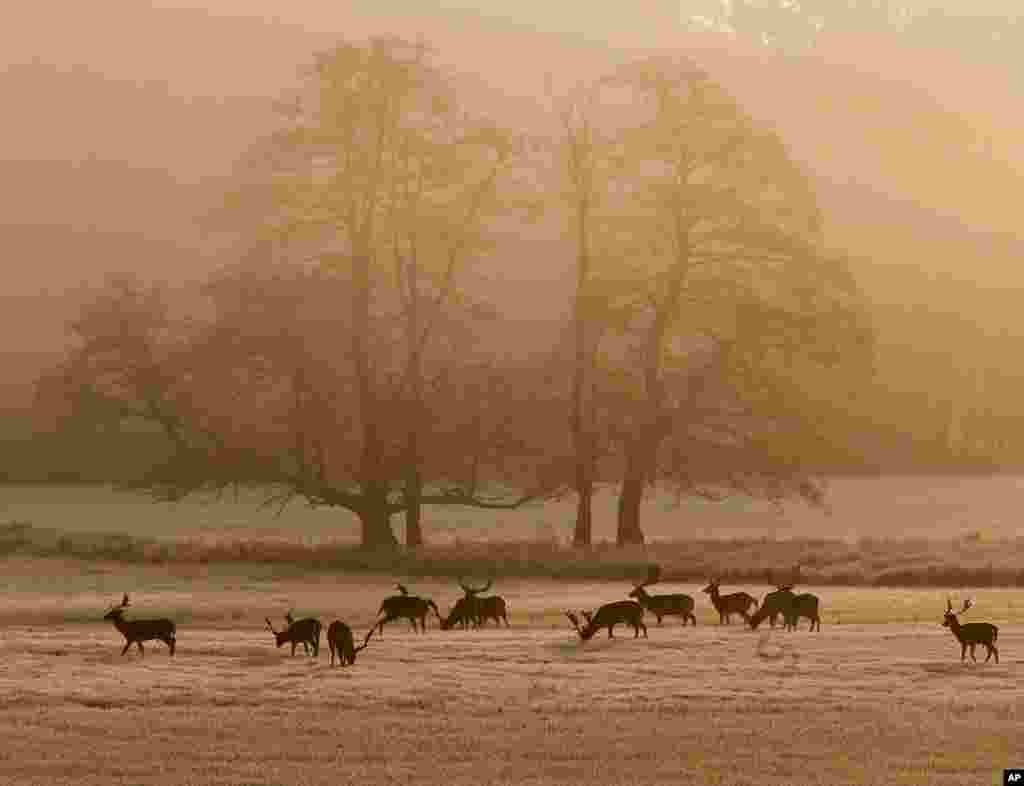 Fallow deer stand on a meadow as the sun rises near Frankfurt, Germany.