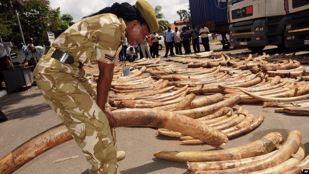 FILE - A Kenya Wildlife Service officer tests the weight of ivory tusks discovered at the Port of Mombasa, July 2013.