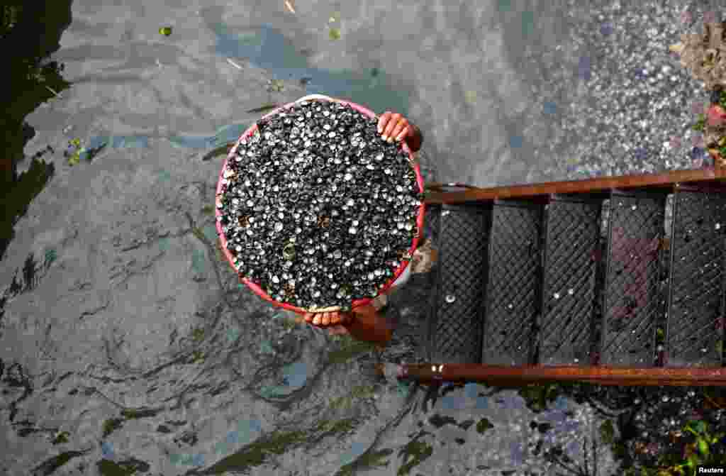 A worker carries clam shells to be loaded onto a truck, on the banks of Murinjapuzha River on the outskirts of Kochi, India.