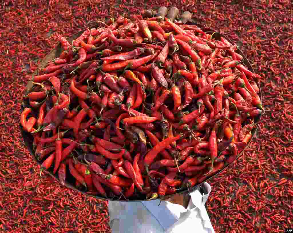 Một nông dân Ấn Độ mang khay ớt đỏ ra phơi trên nóc nhà tại làng Sanour, ngoại ô Patiala. 