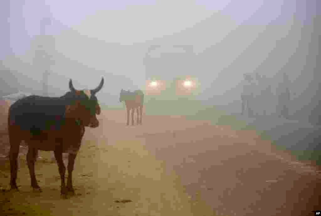 Cows stand by the side of a road as a truck drives with lights on through smog in Greater Noida, near New Delhi, India. A thick gray haze enveloped the country's capital as air pollution hit hazardous levels.