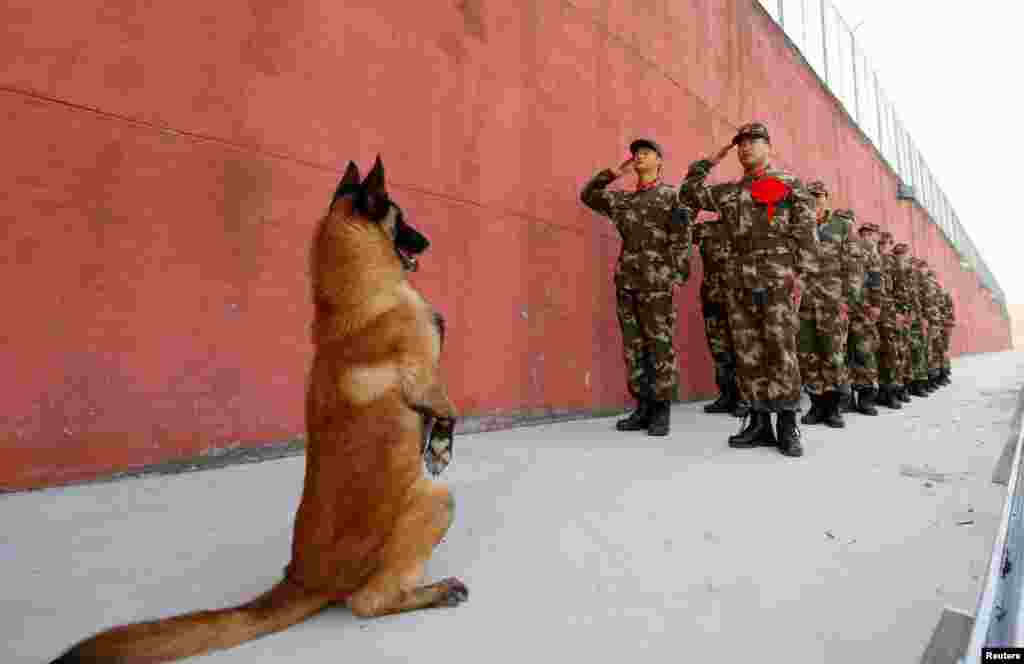 An army dog stands up as retiring soldiers salute their guard post before retirement in Suqian, Jiangsu province, China, Nov. 28, 2017.