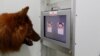 A dog considers which face is happy, and which is angry. (Anjuli Barber, Messerli Research Institute)