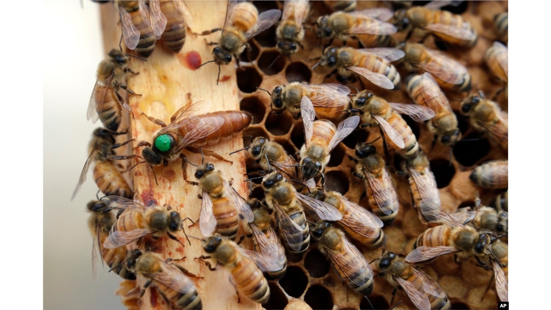 In this Aug. 7, 2019, file photo, the queen bee (marked in green) and worker bees move around a hive at the Veterans Affairs in Manchester, New Hampshire. (AP Photo/Elise Amendola)