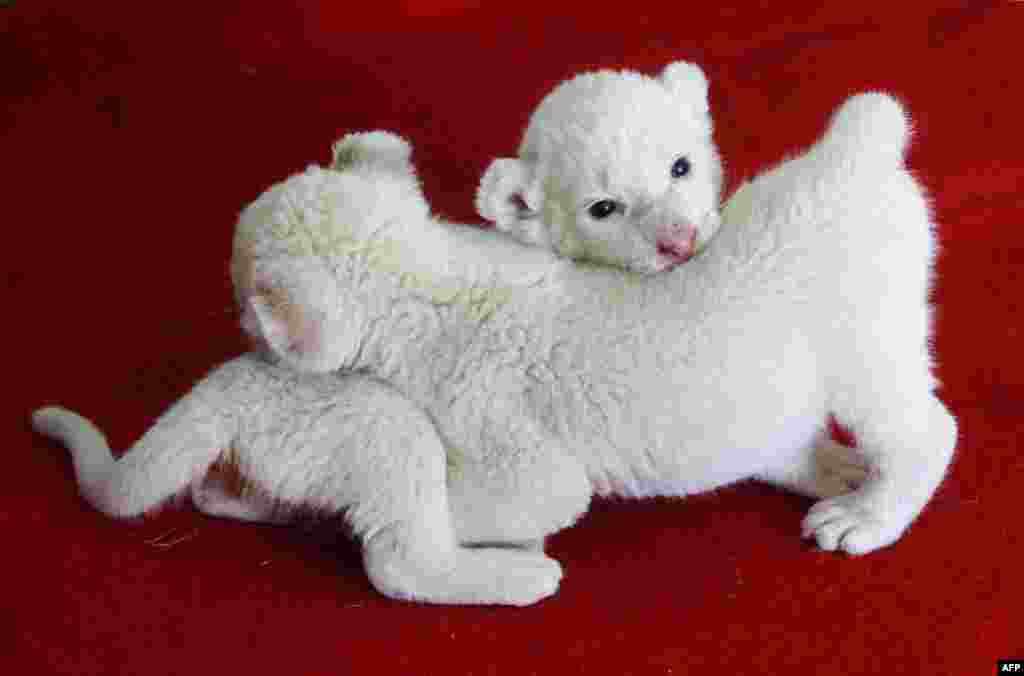 Three-week-old white lion cubs play with each other in their enclosure in Hangzhou zoo in Hangzhou, east China's Zhejiang province.