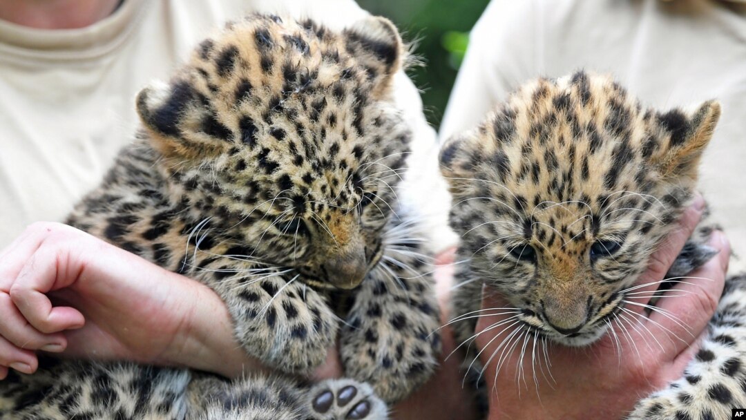FILE - Two Amur leopard cubs are seen at the zoo in Leipzig, Germany, July 6, 2017.