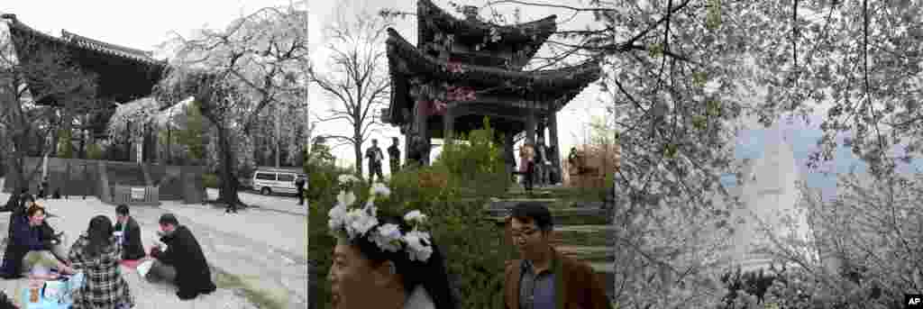 左图：在东京的增上寺，人们席地而坐，共进野餐。中图：在北京玉渊潭公园樱花节，戴花人走过亭台。右图：在首尔，花丛掩映的乐天大厦 &nbsp;