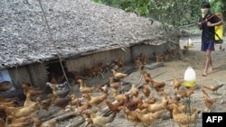 Việt Nam là một trong những nước có số người tử vong vì cúm gia cầm nhiều nhất tại Đông Nam Á
