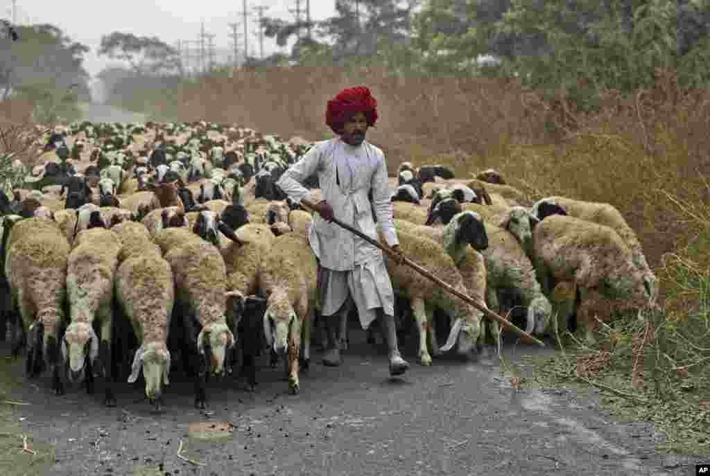 An Indian nomadic shepherd from the western Rajasthan state guides his flock of sheep through an access road in Greater Noida, on the outskirts of New Delhi.