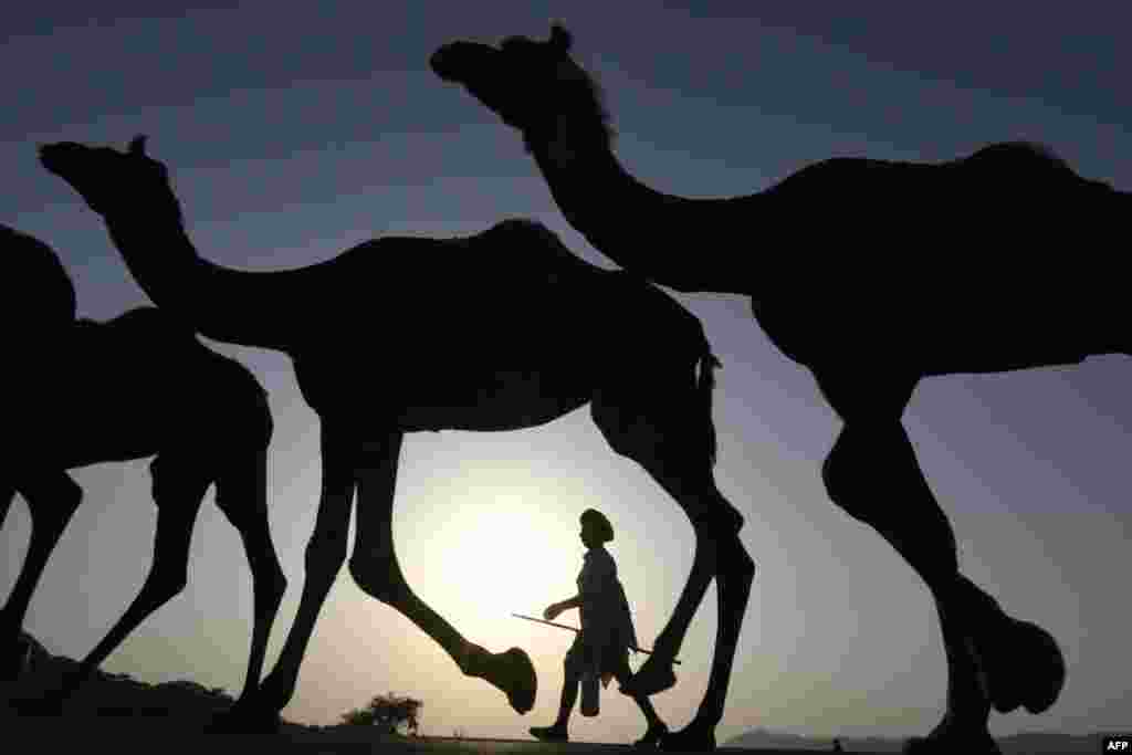 An Indian camel owner walks with his livestock during sunset at the Pushkar Camel Fair in Pushkar in Rajasthan state.