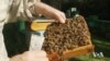 Scientists in Poland Race to Save Honeybees