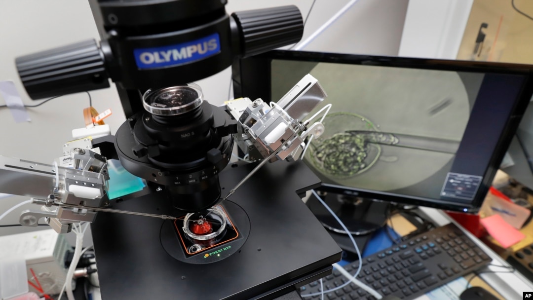 FILE - Lab staff use articulated hand controls to extract cells from embryos, shown on the monitor at right, that are then checked for viability at the Aspire Houston Fertility Institute in vitro fertilization lab in Houston, Texas, Feb. 27, 2024. 