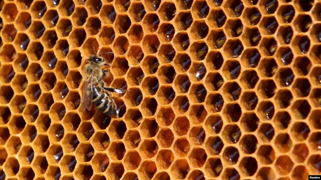 FILE - A bee sits on a honeycomb from a beehive.