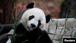 2019年11月19日，从中国租借的大熊猫贝贝在返回中国前最后一次在华盛顿史密森国家动物园同游客见面。（路透社照片）