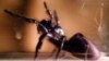 This deadly Sydney funnel-web spider was part of a research project at the Australian Museum in Sydney. 