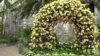 华盛顿美国植物园正在展示兰花