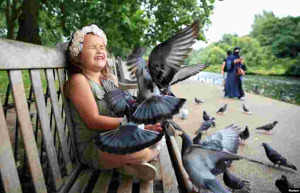 Bé gái Olivia Coyte cho chim bồ câu ăn tại công viên St James, London, Anh quốc. 